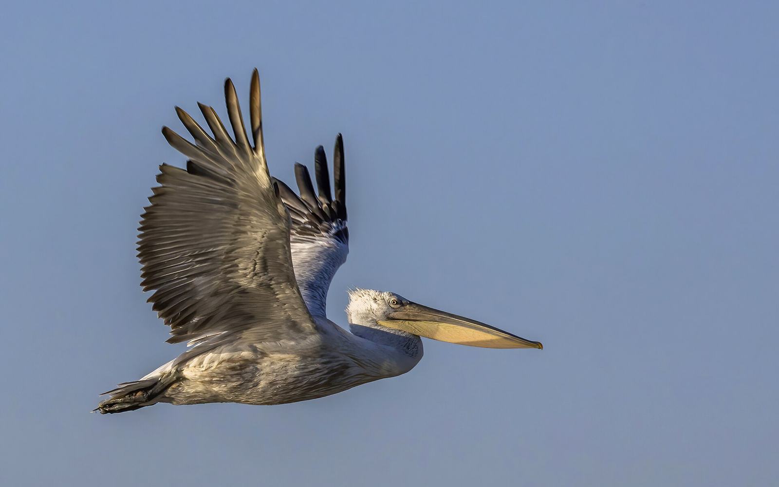 Pelikanen en riet in de Donaudelta
